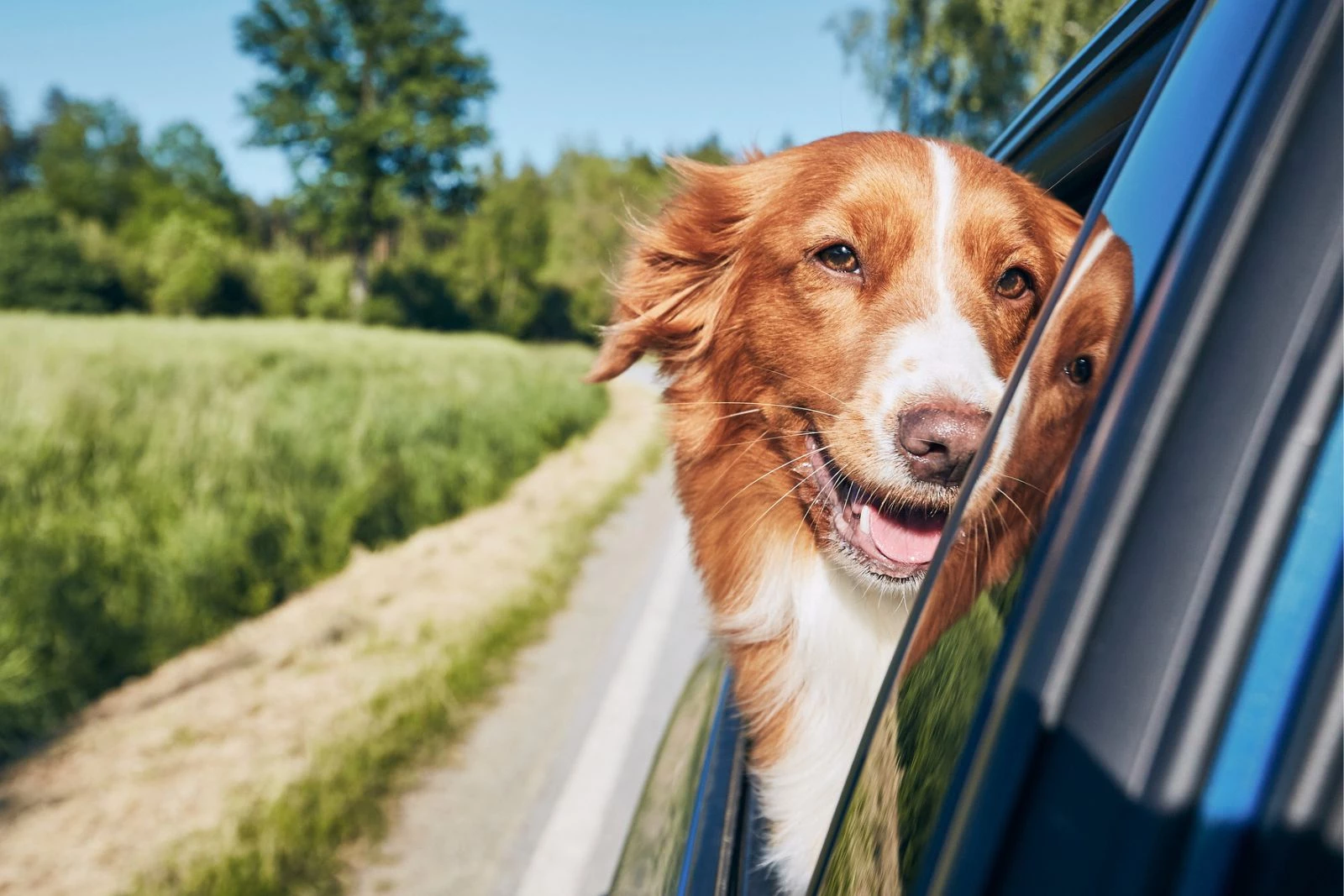Pet Behavior